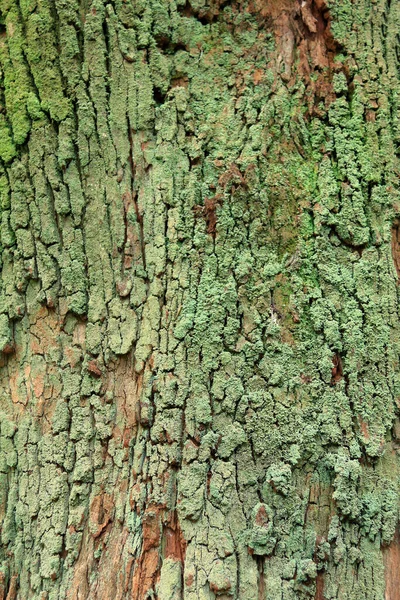 Textura Corteza Árbol Para Fondo — Foto de Stock