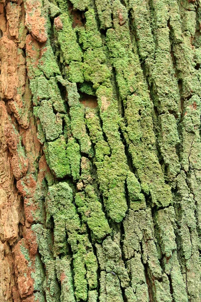 Struttura Corteccia Albero Sfondo — Foto Stock