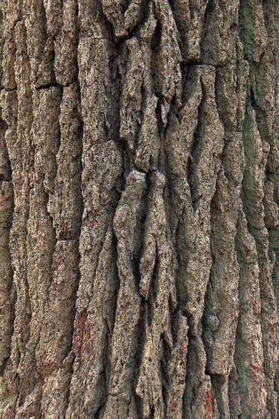 Tekstura Kory Drzew Tle — Zdjęcie stockowe