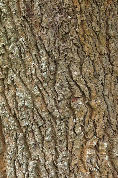 Textura Corteza Árbol Para Fondo —  Fotos de Stock