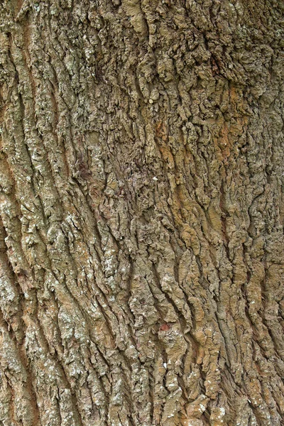Текстура Коры Дерева Фона — стоковое фото