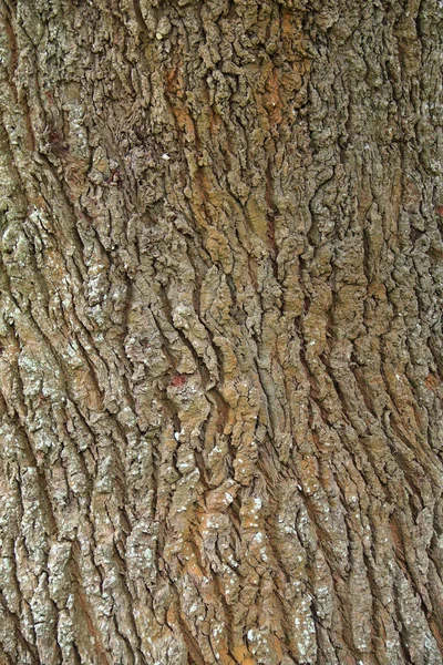 Textur Der Baumrinde Als Hintergrund — Stockfoto