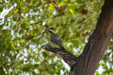 Bir ağaç dalına tünemiş yeşil çubuklu ağaçkakan