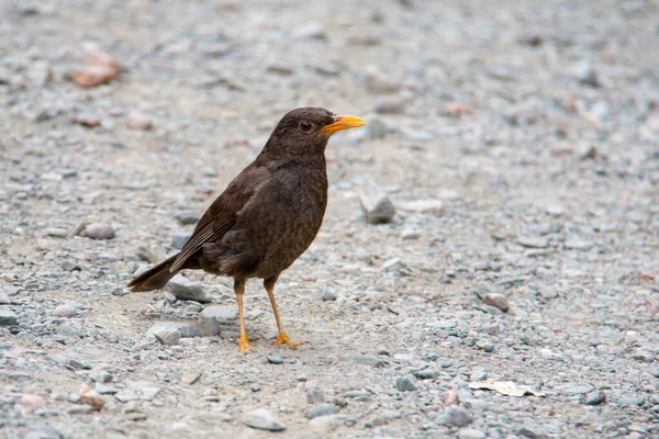 Чигуанко Дрозд Turdus Chiguanco Вид Птиц Семействе Turdidae Встречается Эквадоре — стоковое фото