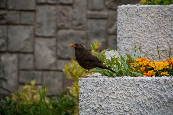 Чигуанко Дрозд Turdus Chiguanco Вид Птиц Семействе Turdidae Встречается Эквадоре — стоковое фото