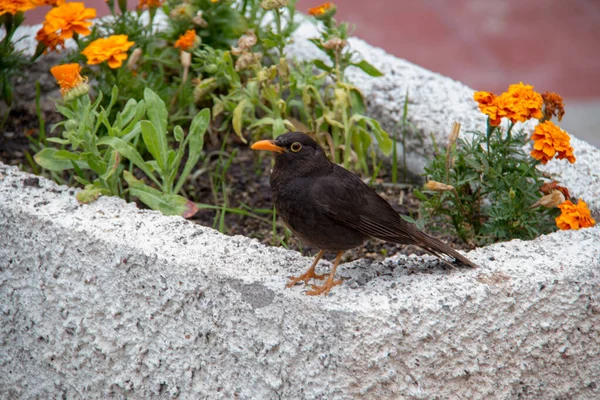 Чигуанко Дрозд Turdus Chiguanco Вид Птиц Семействе Turdidae Встречается Эквадоре — стоковое фото