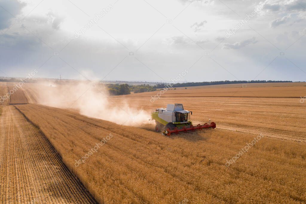 Aerial top view of wheat harvesting. Combine harvester working on golden wheat field. Agricultural business, agronomy, machinery, soil fertilisation, organic plant protection. Background copy space