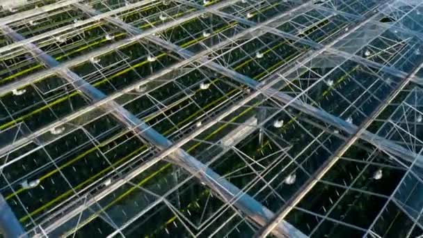 Aerial top view of venlo or dutch greenhouse plant — Stock Video