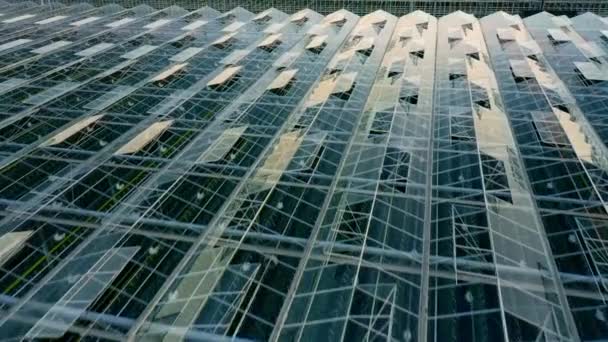 Bovenaanzicht vanuit de lucht van venlo of Hollandse kas — Stockvideo