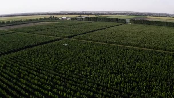Використання безпілотних літальних апаратів для управління шкідниками в органічному сільському господарстві — стокове відео