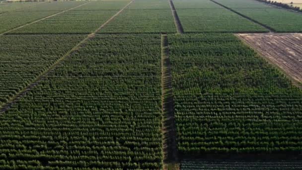 Gebruik van onbemande luchtvaartuigen voor de bestrijding van plagen in de biologische landbouw — Stockvideo