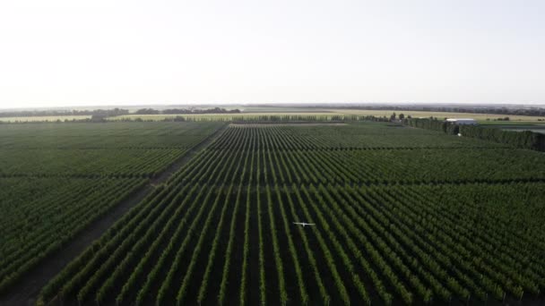 Utilización de aeronaves no tripuladas para la gestión de plagas en la agricultura ecológica — Vídeos de Stock