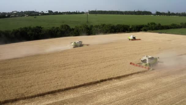 Buğday tarlasında çalışan hasat makinesinin havadan görünüşü — Stok video