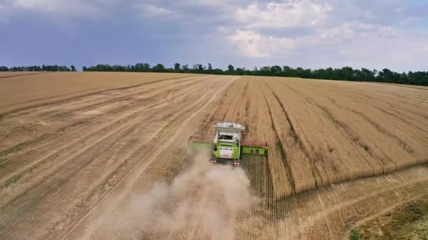 Vista superior aérea de la cosechadora que trabaja en el campo de trigo — Vídeos de Stock