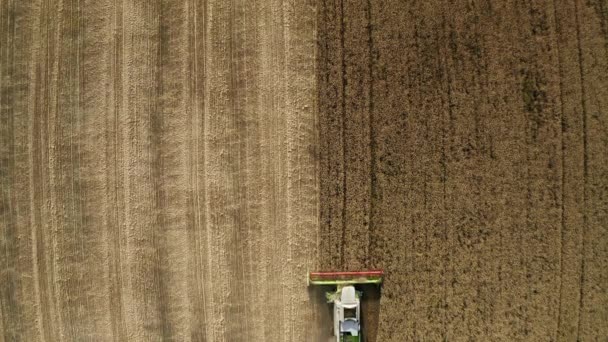 Vue aérienne du dessus de la moissonneuse batteuse travaillant sur le champ de blé — Video
