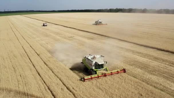 Вид сверху с воздуха комбайна, работающего на пшеничном поле — стоковое видео