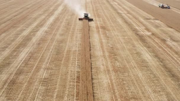Luftaufnahme eines Mähdreschers bei der Arbeit auf einem Weizenfeld — Stockvideo