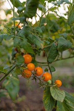 Çalıların üzerinde kiraz domatesleri. Yüksek kalite fotoğraf