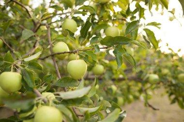Gün batımında yeşil elma ağacı. Yüksek kalite fotoğraf