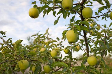 Gökyüzünde yeşil elmalar asılı. Yüksek kalite fotoğraf