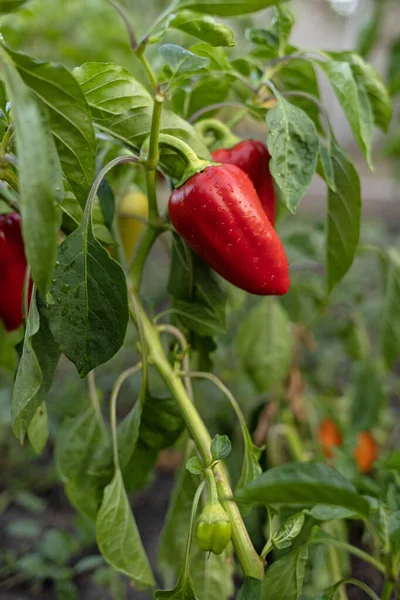 Bush with red sweet pepper. High quality photo
