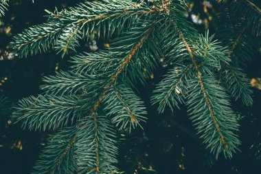 Noel ağacı arka planında fotokopi alanı var. Firavun ağacı dalların dokusuna sahiptir. Arkaplan.