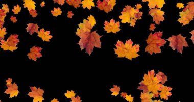 Şükran Günü Cadılar Bayramı ve kırsal festival için siyah arka planda düşen sonbahar yaprakları. Sayısal 3B