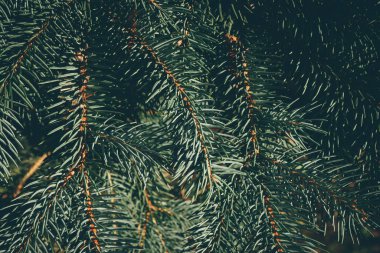 Köknar veya çam ağacının yeşil dalları. Yeni yıl arkaplanı.