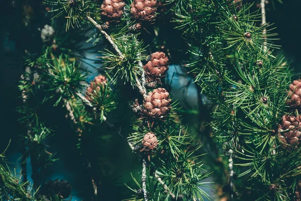 Fondo Abeto Navidad Con Espacio Copia Abeto Ramas Textura Año — Foto de Stock