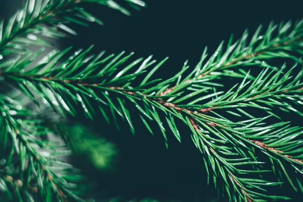 Noel Ağacı Arka Planında Fotokopi Alanı Var Firavun Ağacı Dalların — Stok fotoğraf