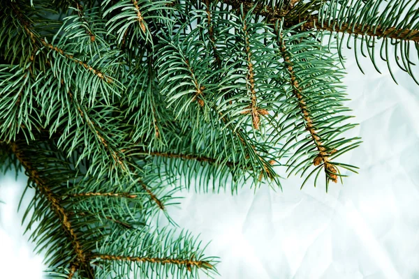 크리스마스 전나무 배경은 흰색입니다 새해의 — 스톡 사진