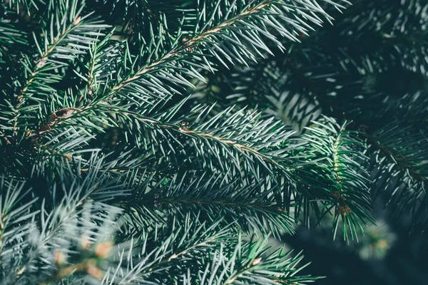 Fondo Abeto Navidad Con Espacio Copia Abeto Ramas Textura Año — Foto de Stock