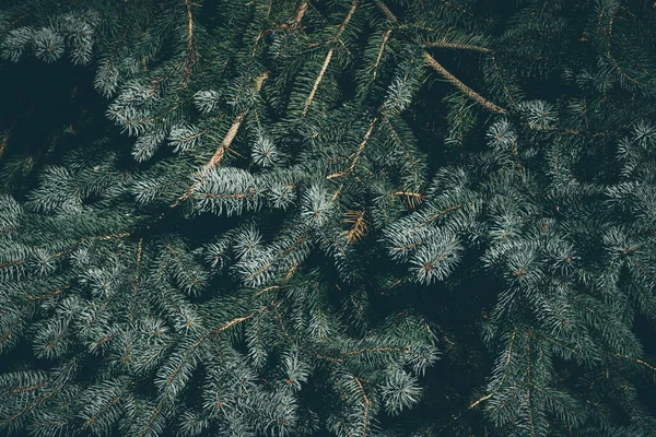 크리스마스 전나무 파란색 — 스톡 사진