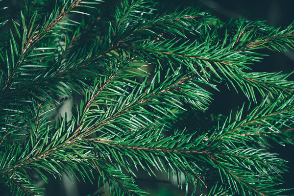 Christmas fir tree background with copy space. Fir tree branches texture. Background.