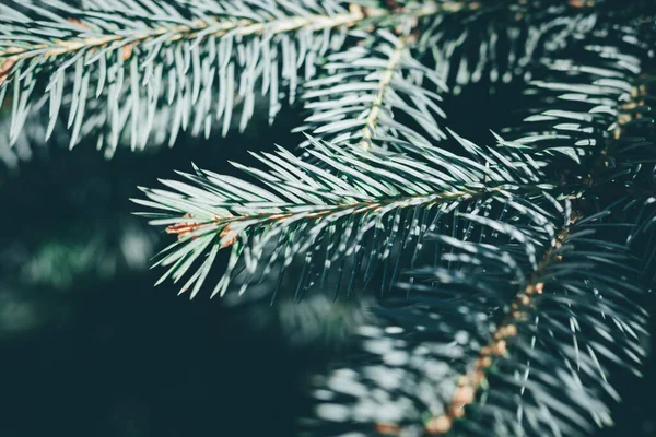 Fondo Abeto Navidad Con Espacio Copia Abeto Ramas Textura Año —  Fotos de Stock