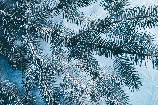 Christmas fir tree blue background with copy space. Fir tree branches texture. New year Background.