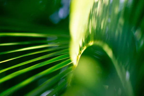 Абстрактный Цветочный Размытый Фон Тропические Пальмы Оставляют Макрофотографию Красивый Фон — стоковое фото