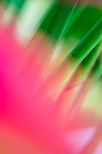 Fond Florale Flou Abstrait Palmier Tropical Laisser Macro Photographie Belle — Photo