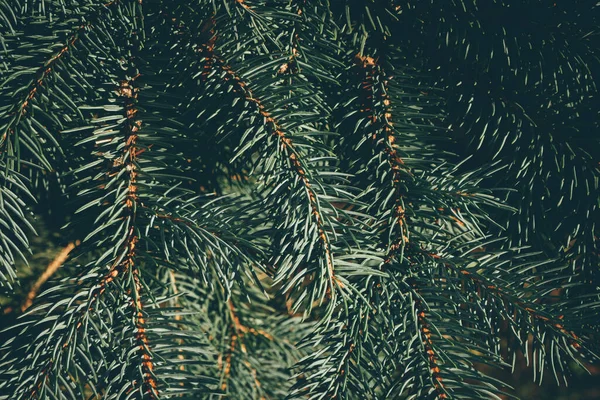 Зелені Гілки Ялиці Або Соснового Дерева Різдвяний Новий Рік Фон — стокове фото