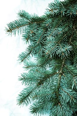 Beyaz arka planda Noel ağacı arkaplanı. Firavun ağacı dalların dokusuna sahiptir. Yeni Yıl Arkaplanı.
