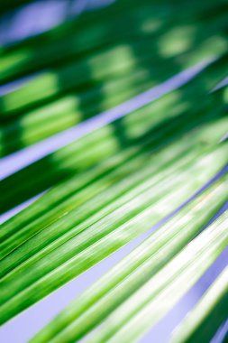 Soyut çiçekli bulanık arkaplan. Tropik avuç içi makro fotoğrafçılığı bırakır. Web tasarımı için güzel arkaplan