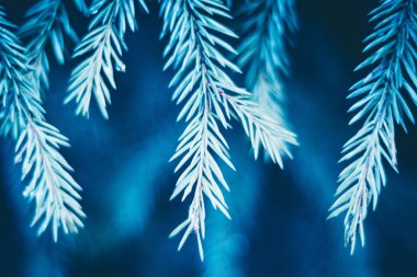 Fotokopi alanı olan köknar ağacı mavisi bir arka plan. Firavun ağacı dalların dokusuna sahiptir. Yeni Yıl Arkaplanı.