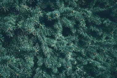 Noel ağacı arka planında fotokopi alanı var. Firavun ağacı dalların dokusuna sahiptir. Yeni Yıl Arkaplanı.