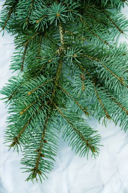 Beyaz arka planda Noel ağacı arkaplanı. Firavun ağacı dalların dokusuna sahiptir. Yeni Yıl Arkaplanı.