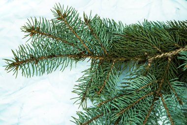 Beyaz arka planda Noel ağacı arkaplanı. Firavun ağacı dalların dokusuna sahiptir. Yeni Yıl Arkaplanı.