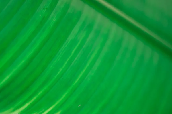 Abstrakt Blommig Suddig Bakgrund Tropisk Palm Lämna Makrofotografier Vacker Bakgrund — Stockfoto