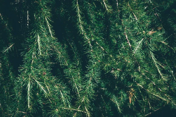 Kerstboom Achtergrond Met Kopieerruimte Fir Boom Takken Textuur Nieuw Jaar — Stockfoto