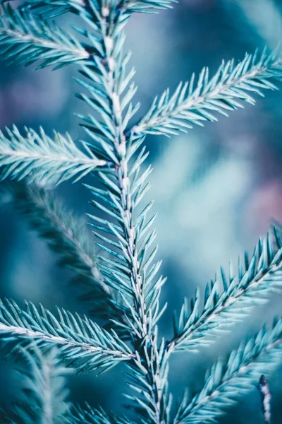 Різдвяна Ялинка Синій Фон Копіювальним Простором Структура Гілок Ялинки Новорічний — стокове фото