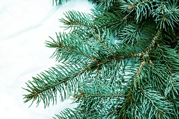 크리스마스 전나무 배경은 흰색입니다 — 스톡 사진