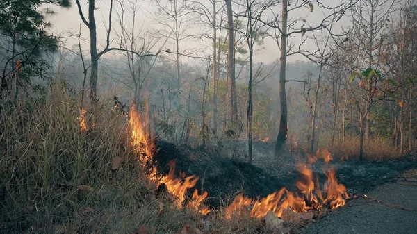 The climate crisis. Big Flame in national park while dry season. Destruction of raiforest by bushfires.